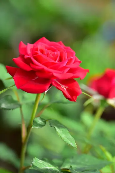 Vackra Rosor Trädgården Närbild — Stockfoto