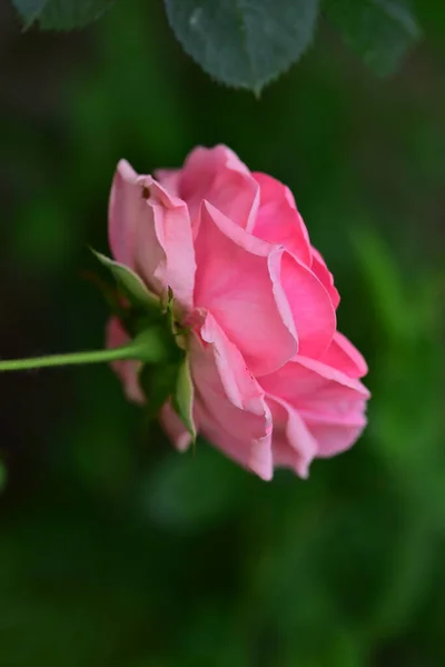 Mooie Roze Roos Tuin — Stockfoto
