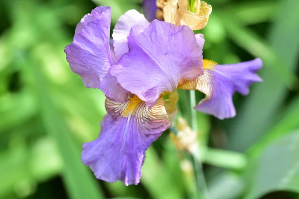 Красивые Фиолетовые Цветы Растут Саду — стоковое фото