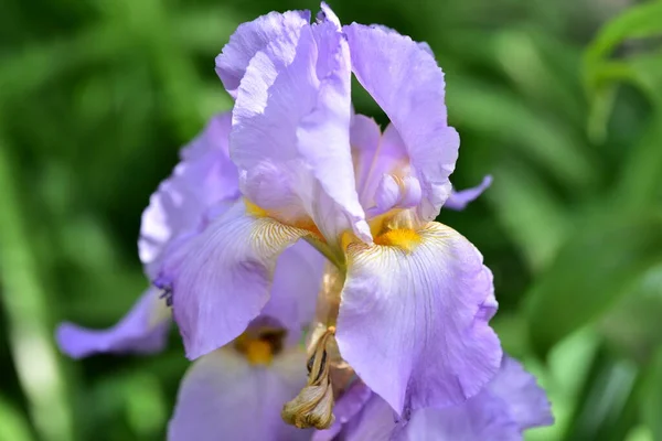 庭で育つ美しい紫の花 — ストック写真