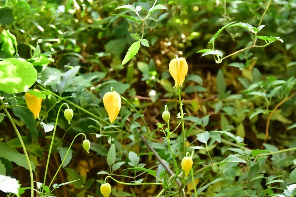 Καταπληκτικά Κίτρινα Λουλούδια Στον Κήπο — Φωτογραφία Αρχείου