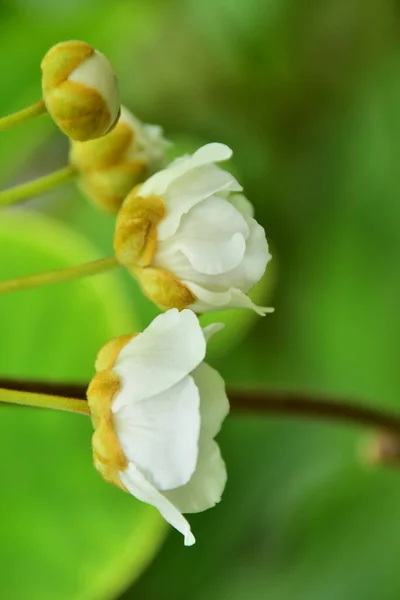 Nahaufnahme Weißer Blumen Garten — Stockfoto