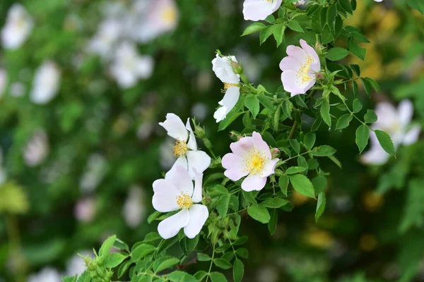 Nahaufnahme Weißer Blumen Garten — Stockfoto