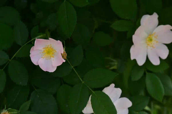 Vackra Rosa Blommor Som Växer Trädgården — Stockfoto