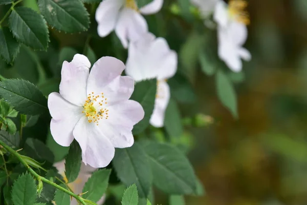 Primer Plano Flores Blancas Jardín — Foto de Stock