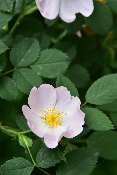 Vackra Vita Blommor Trädgården — Stockfoto