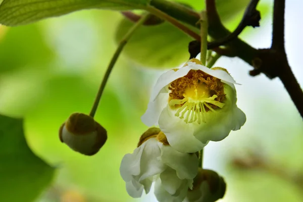 Bahçede Büyüyen Güzel Beyaz Çiçekler — Stok fotoğraf
