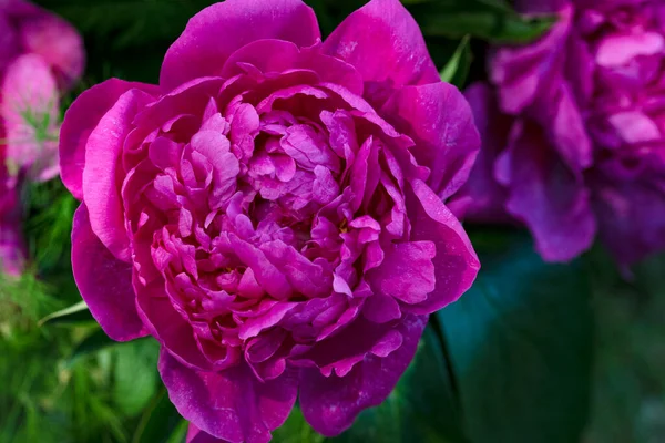 Fleurs Violettes Poussant Dans Jardin — Photo