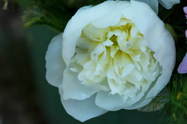 Vue Rapprochée Belle Fleur Dans Jardin — Photo