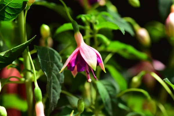Fialové Květy Rostoucí Zahradě — Stock fotografie