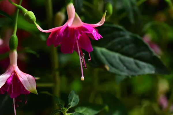 Purpurowe Kwiaty Rosnące Thr Ogrodzie — Zdjęcie stockowe