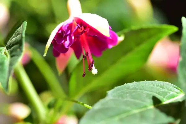 Μοβ Λουλούδια Φυτρώνουν Στον Κήπο — Φωτογραφία Αρχείου