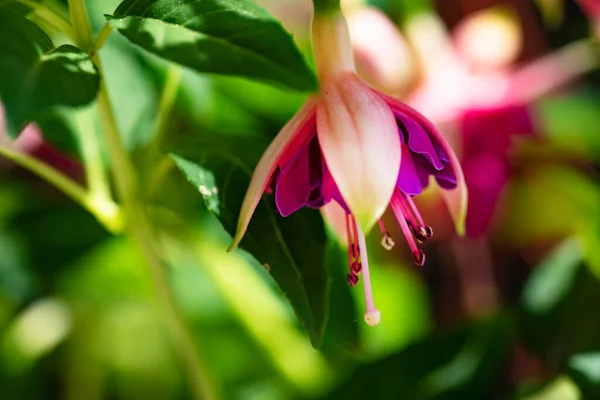Bela Flor Rosa Minúscula Jardim — Fotografia de Stock