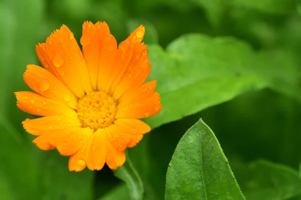 Gyönyörű Narancs Virág Kertben — Stock Fotó