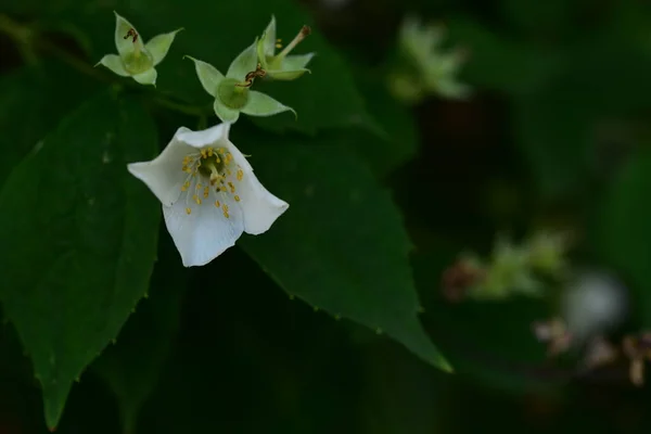 Vackra Vita Blommor Trädgården — Stockfoto