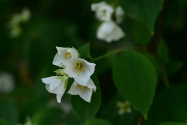 Bellissimi Fiori Bianchi Giardino — Foto Stock