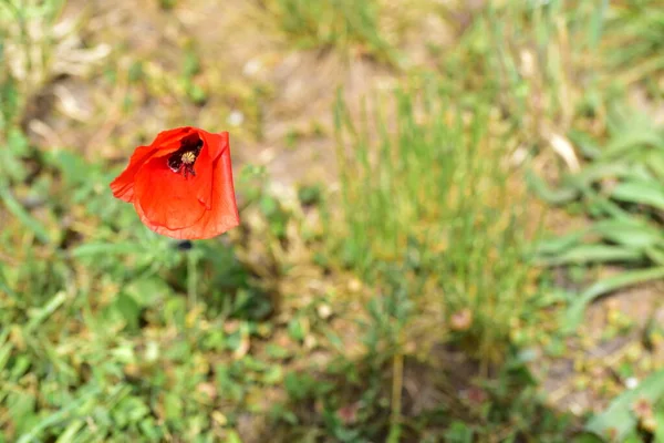 Hermosa Flor Amapola Roja Jardín — Foto de Stock