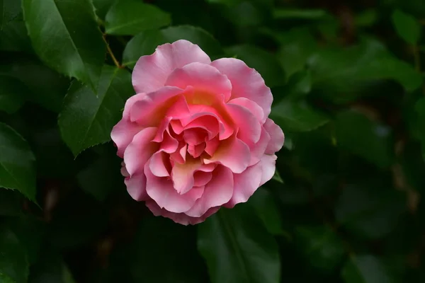 Růžová Květina Rostoucí Zahradě — Stock fotografie