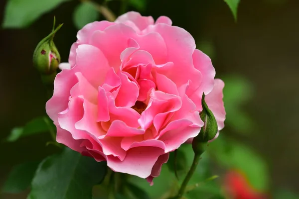 Ροζ Λουλούδι Που Αναπτύσσεται Στον Κήπο — Φωτογραφία Αρχείου
