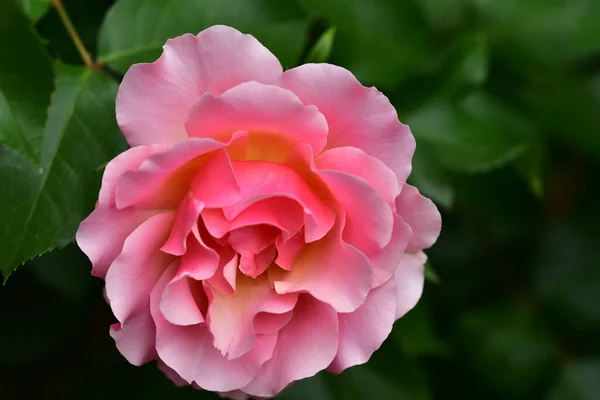 Ροζ Λουλούδι Που Αναπτύσσεται Στον Κήπο — Φωτογραφία Αρχείου