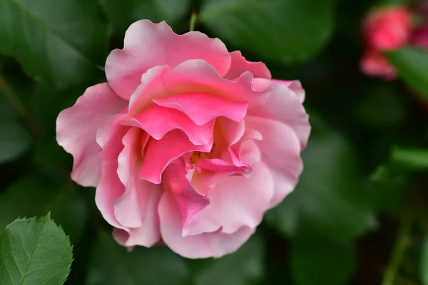 庭で成長するピンクの花 — ストック写真