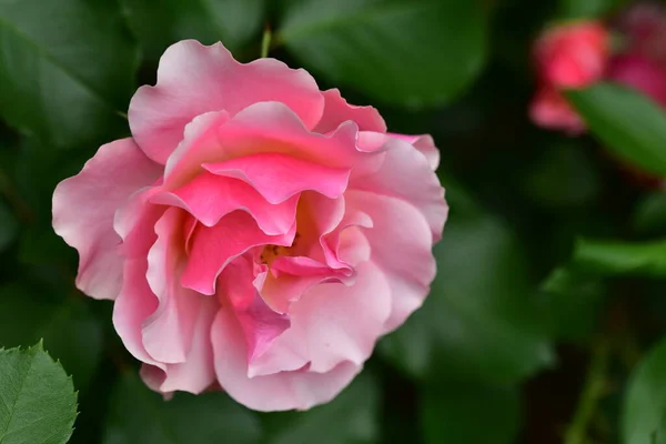 Flor Rosa Creciendo Jardín —  Fotos de Stock
