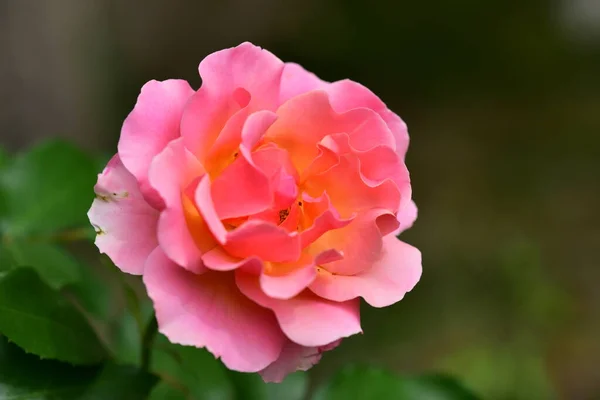 Bunga Merah Muda Tumbuh Taman — Stok Foto