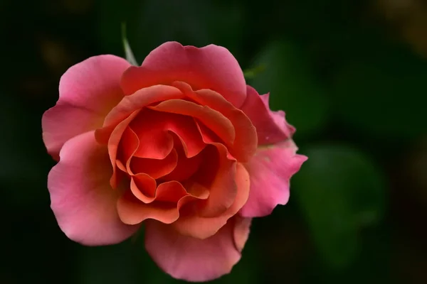 Fleur Rose Poussant Dans Jardin — Photo