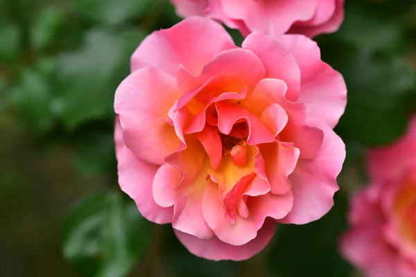 Рожеві Квіти Ростуть Саду — стокове фото