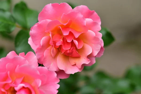 Růžové Květy Rostoucí Zahradě — Stock fotografie