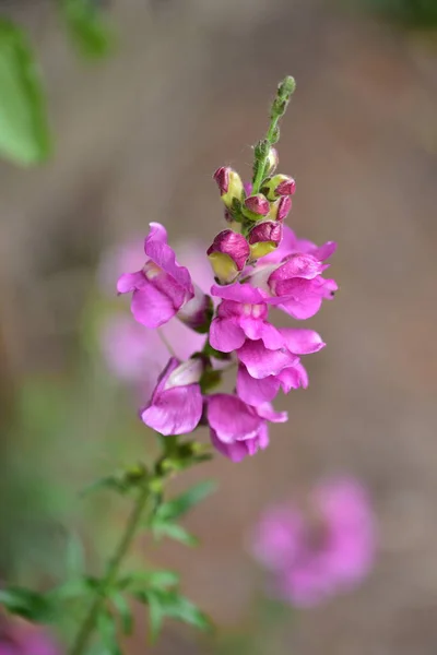 Фиолетовые Цветы Растущие Саду — стоковое фото