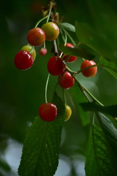 Unripe Cherry Tree Green Cherries — Stock Photo, Image