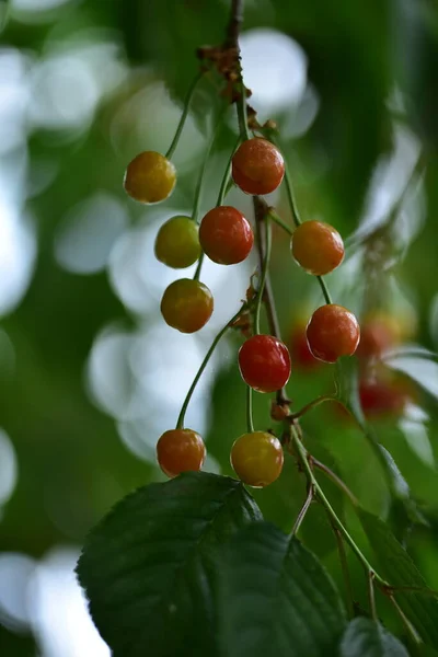 Unripe Cherry Tree Green Cherries — Stock Photo, Image