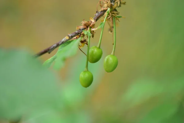 Cerejeira Não Madura Com Cerejas Verdes — Fotografia de Stock