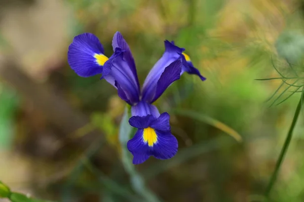 Bahçedeki Güzel Mor Iris Çiçeği — Stok fotoğraf