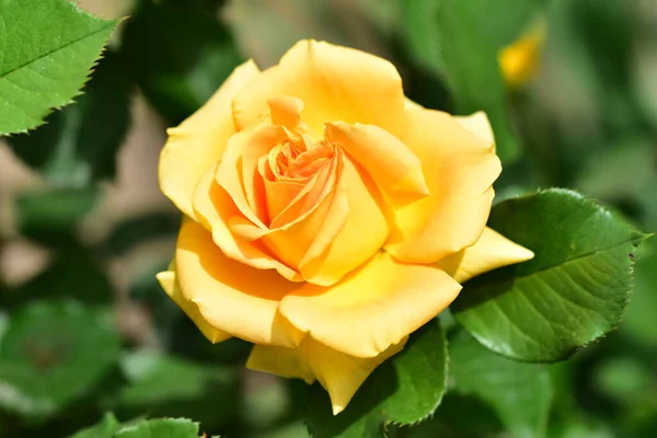 Erstaunliche Gelbe Rose Garten — Stockfoto