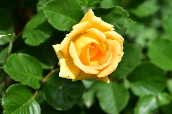 Amazing Yellow Rose Garden — Stock Photo, Image