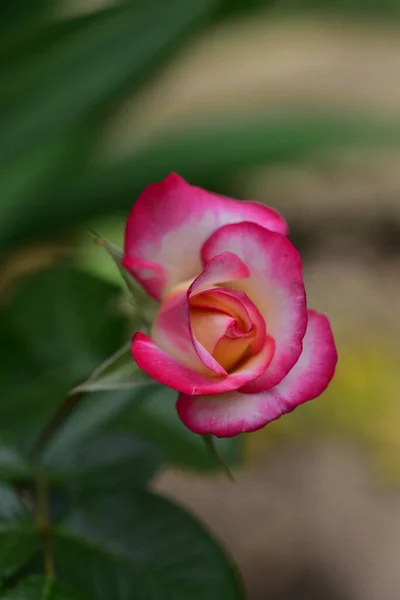 Erstaunliche Zarte Rose Garten — Stockfoto