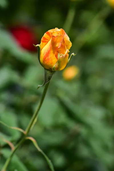 Καταπληκτικό Τρυφερό Τριαντάφυλλο Στον Κήπο — Φωτογραφία Αρχείου