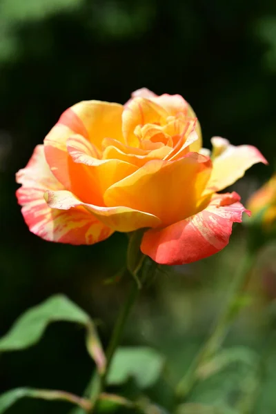 Erstaunliche Zarte Rose Garten — Stockfoto