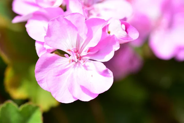 Belles Fleurs Roses Dans Jardin — Photo