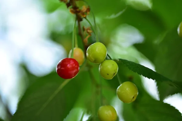 Unripe Cherry Tree Green Cherries — Stock Photo, Image