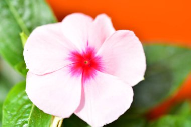 Bahçedeki çok güzel rengarenk bahar çiçekleri.