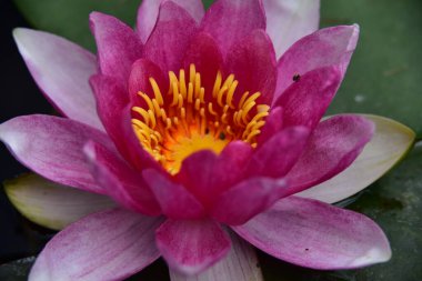 Gölette güzel nilüfer çiçeği