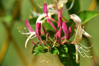 Bahçedeki çok güzel rengarenk bahar çiçekleri.