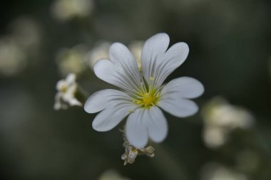 Bahçedeki çok güzel rengarenk bahar çiçekleri.