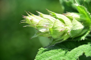 Bulanık arkaplanı olan yeşil bir bitkiyi kapat