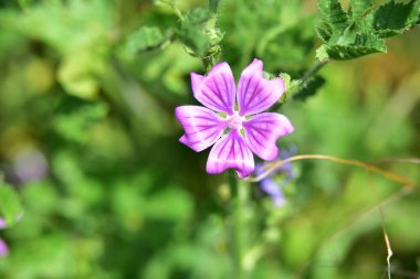 Bahçedeki çok güzel rengarenk bahar çiçekleri.