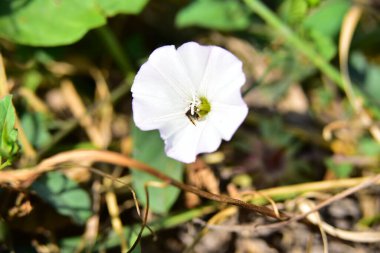 Bahçedeki çok güzel rengarenk bahar çiçekleri.