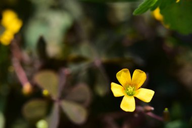 Bahçedeki çok güzel rengarenk bahar çiçekleri.